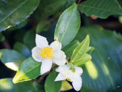 Country Lore: Homegrown Tea Image